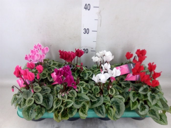 <h4>Cyclamen KL 'Picasso'</h4>