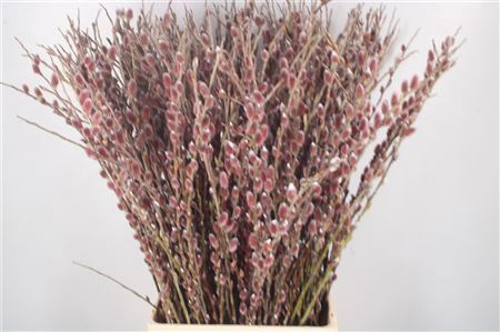 <h4>Salix G Pink / Red Cushion</h4>