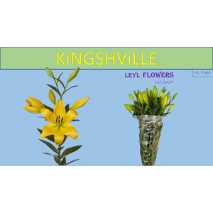 LI LA KINGSVILLE