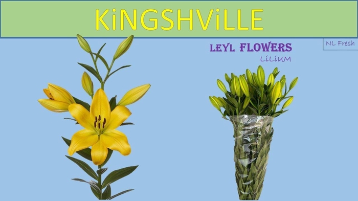 <h4>LI LA KINGSVILLE</h4>