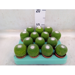 Cactus   ...