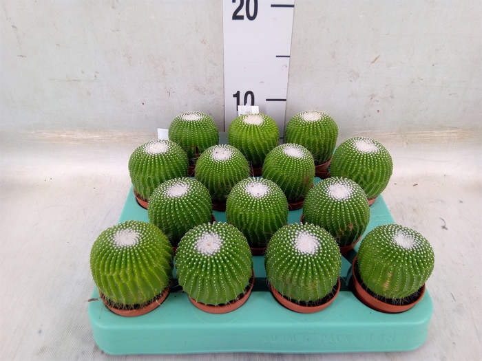 <h4>Cactus   ...</h4>