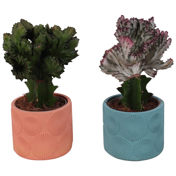 <h4>Cactus mix Euphorbia l. Ø12cm in Ø14cm Ceramic EV464</h4>