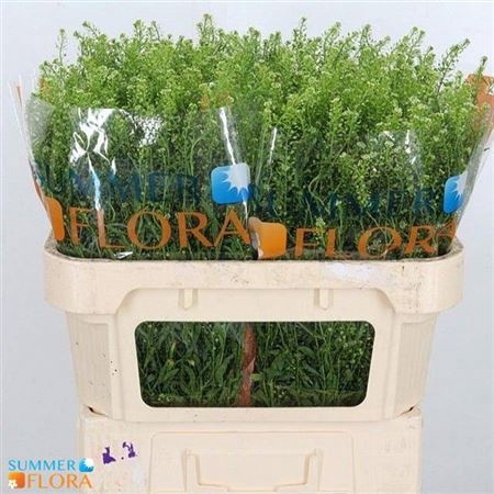 <h4>Lepidium Vir. Gwelo Green</h4>