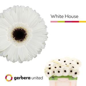 GE GR WHITE HOUSE