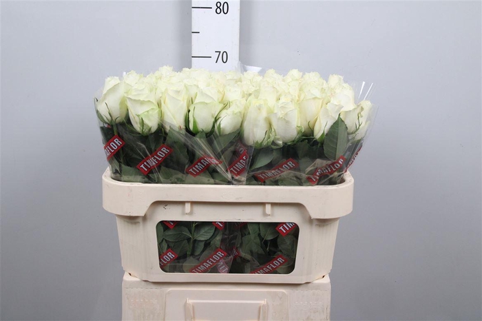 <h4>R Gr Albatros</h4>