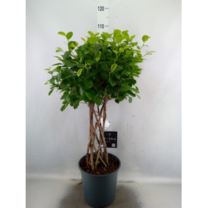 Ficus microcarpa 'Moclame'