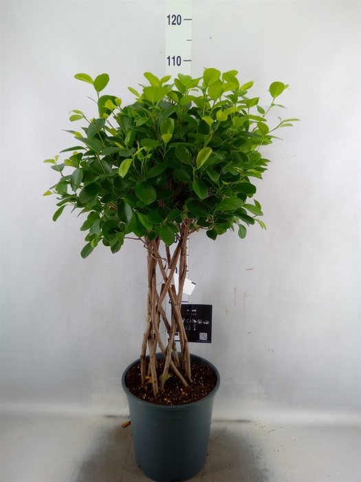 <h4>Ficus microcarpa 'Moclame'</h4>