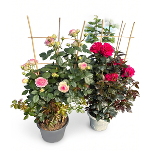 Rosa Floribunda Grp overig