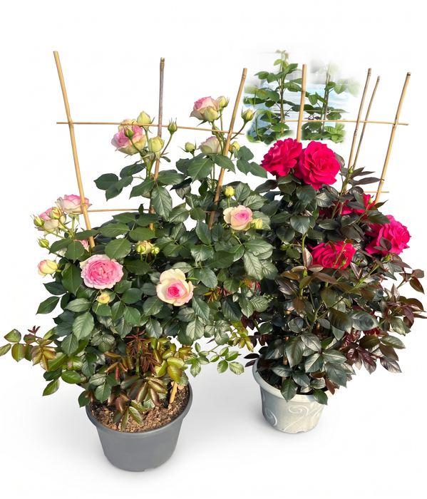 <h4>Rosa Floribunda Grp overig</h4>