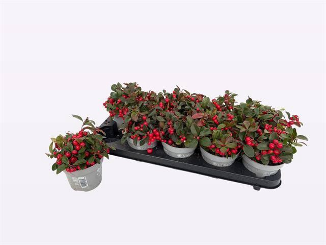 <h4>GAULTH PR BIG BERRY</h4>