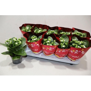 Kal En Asteria White