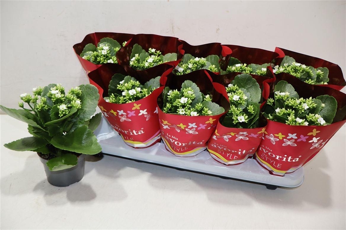 <h4>Kal En Asteria White</h4>