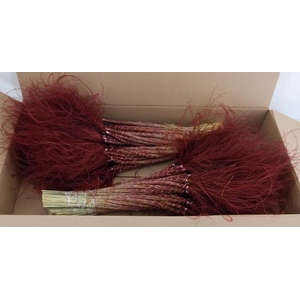 DF Stypha 60cm Bs  Bordeaux