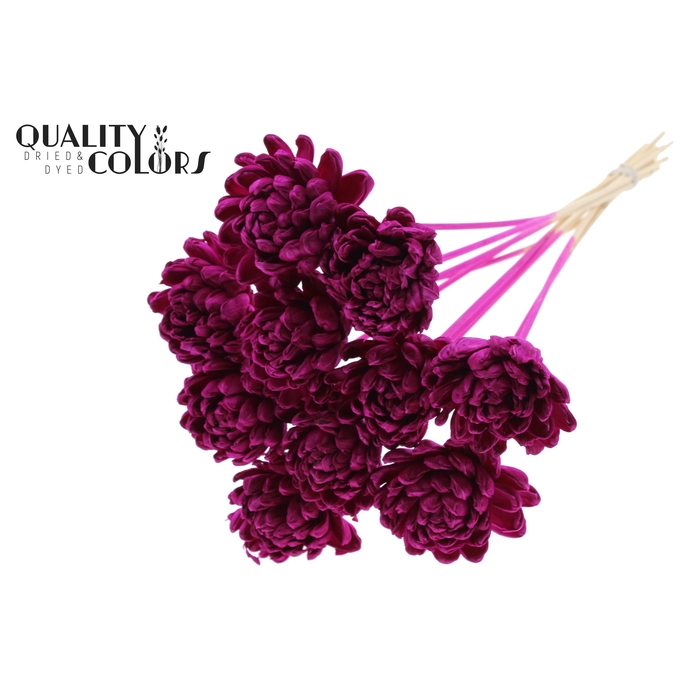 <h4>Shola New Beauty Rose Ø8cm on stem Lilac</h4>