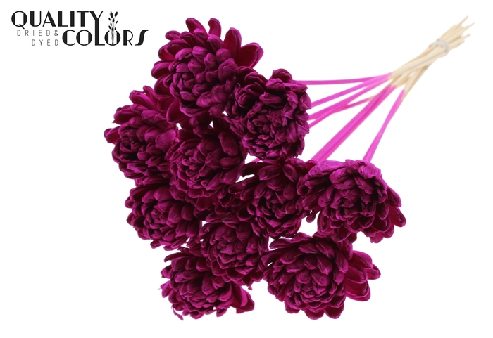 Shola New Beauty Rose Ø8cm on stem Lilac