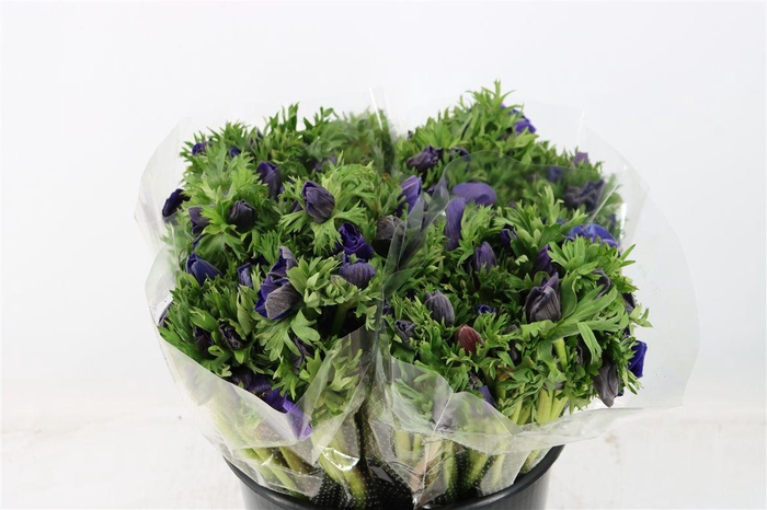 <h4>Anem Marianne Blue</h4>