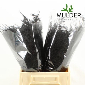 Asp KLB H% 1e Veren Black