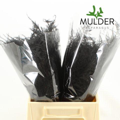 <h4>Asp KLB H% 1e Veren Black</h4>