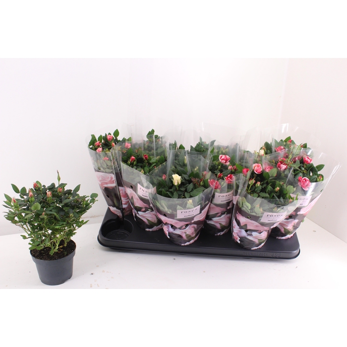 <h4>RO VICTORY GEM</h4>