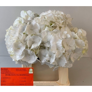 Hydrangea schneeball