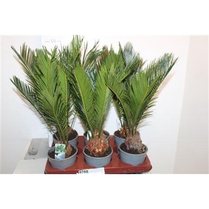 Cycas Revoluta 6+