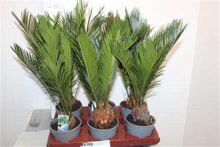 <h4>Cycas Revoluta 6+</h4>