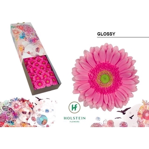 Gerbera Glossy Doos