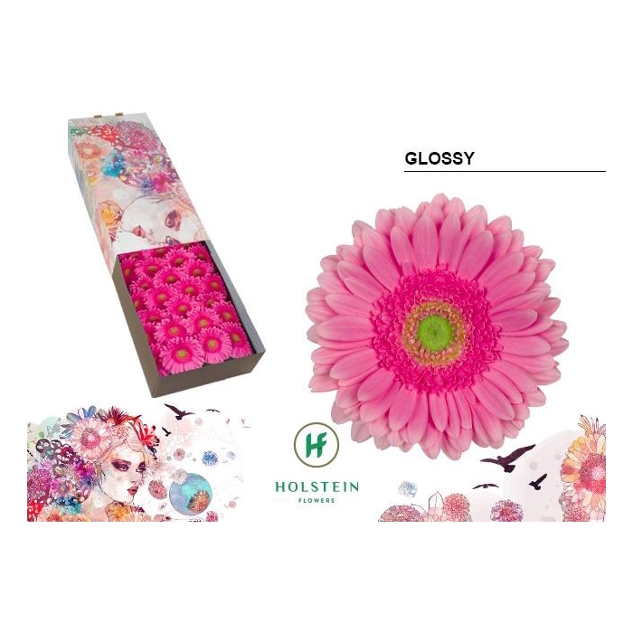 <h4>Ge Gr Glossy</h4>