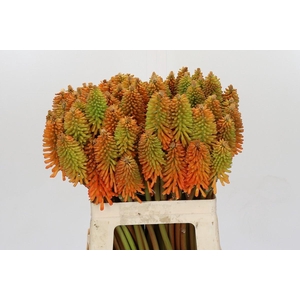 Kniphofia Eycone Peach
