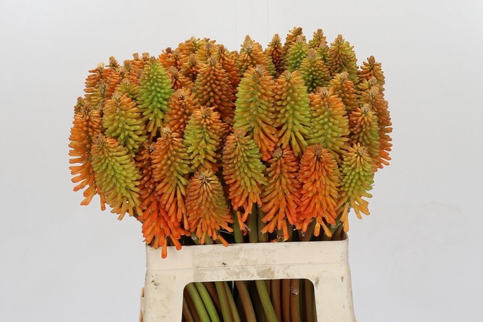 <h4>Kniphofia Eycone Peach</h4>