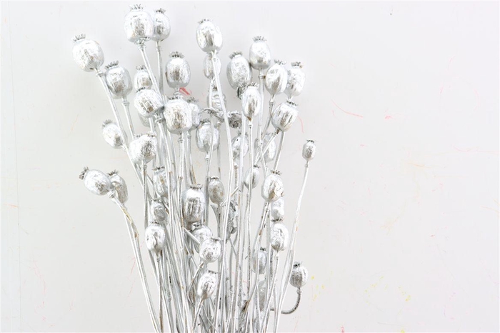 Dried Papaver Silver Bunch