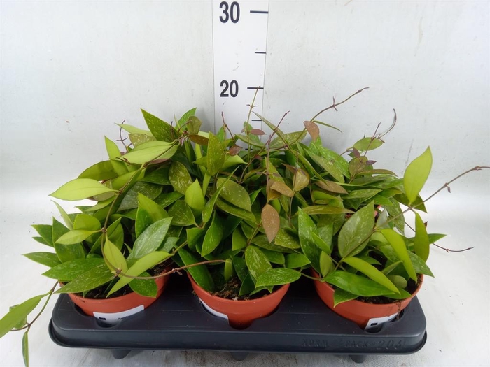 <h4>Hoya carnosa</h4>