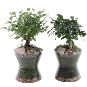 Bonsai Indoor Mix Ø09cm Ball Shape in Glass Hourglass Ø13cm