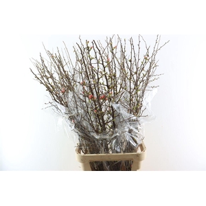 Chaenomeles X Superba