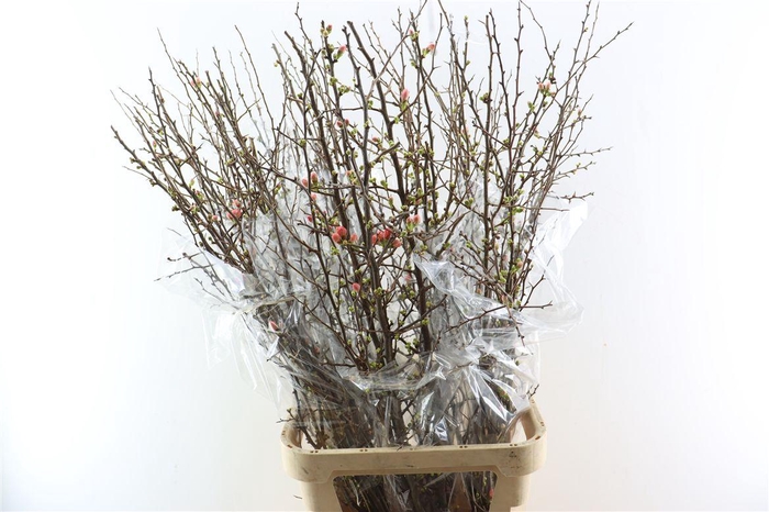 <h4>Chaenomeles X Superba</h4>