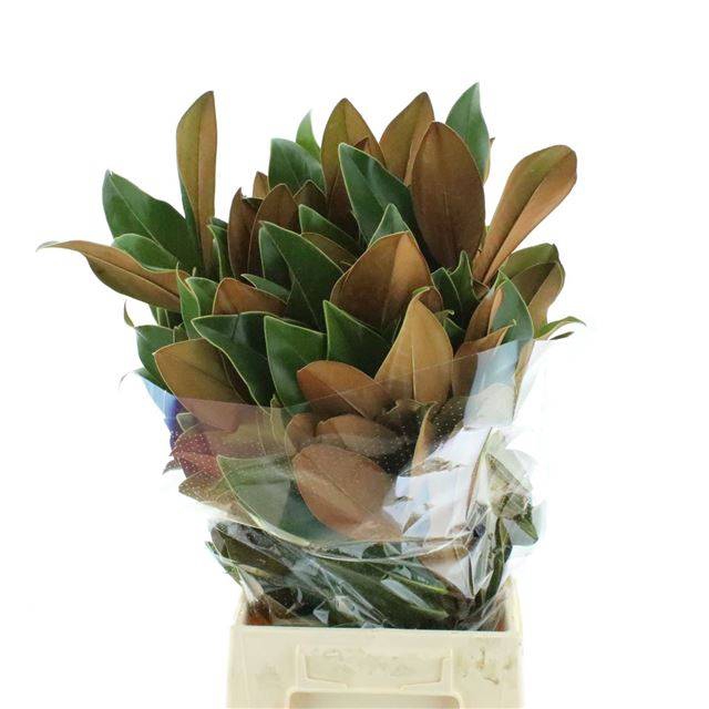 <h4>MAGNOLIA GRANDIFL BS</h4>