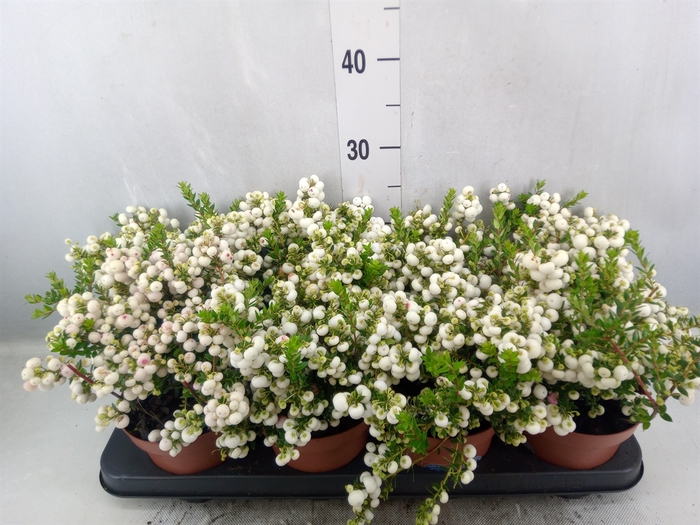 <h4>Gaultheria   ...white berry</h4>