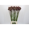 Allium Red Mohican