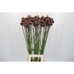 Allium Red Mohican