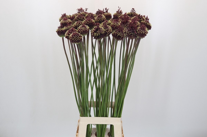<h4>Allium Red Mohican</h4>