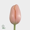 Tulipa fre menton