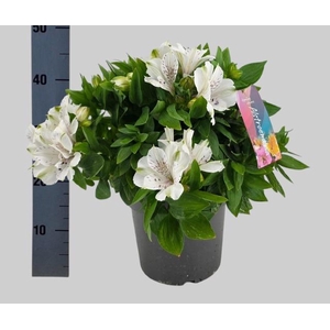 ALST INTI MAG WHITE