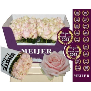 Rosa gr Sweet Avalanche