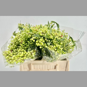 Smilax P Bunch