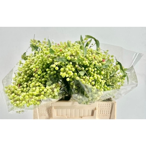 Smilax P Bunch