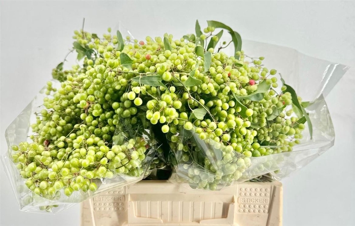 <h4>Smilax P Bunch</h4>
