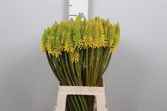 <h4>Knip Eycone Yellow</h4>