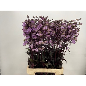 PENSTEMON OV