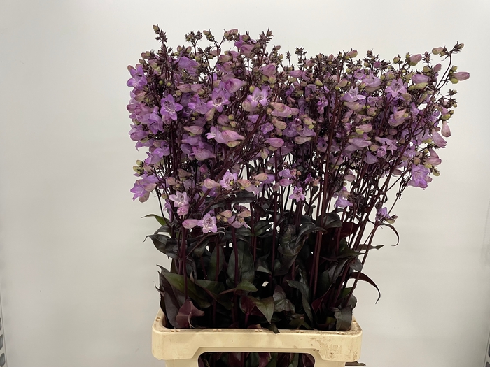 <h4>PENSTEMON OV</h4>